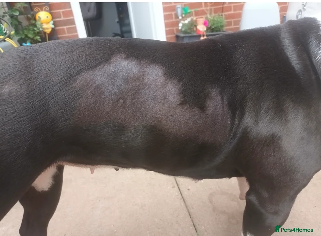 Dorset Olde Tyme Bulldogge dogs for sale: Olde tyme bulldog  - Advert 10