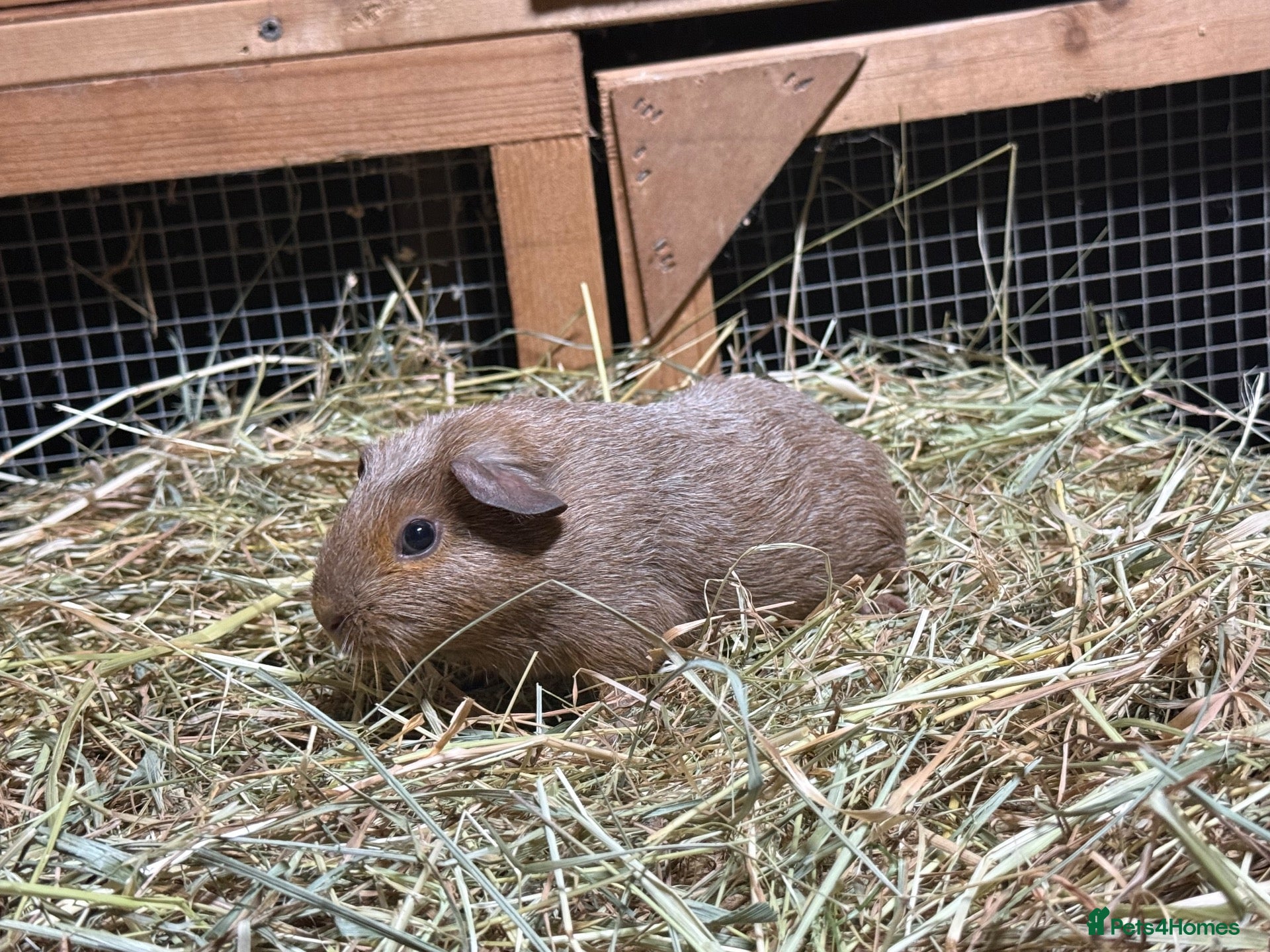 Guinea Pig rodents guinea pigs forsale  - Advert 7