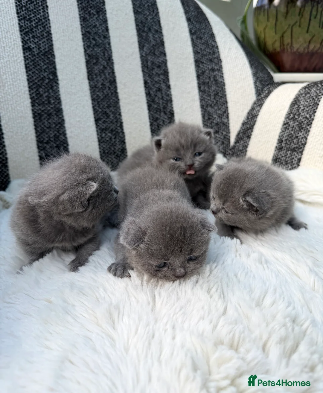 British Shorthair cats for sale: British Shorthair 💝 - Advert 6