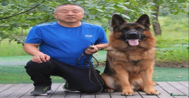 German Shepherd dogs - Advert 10