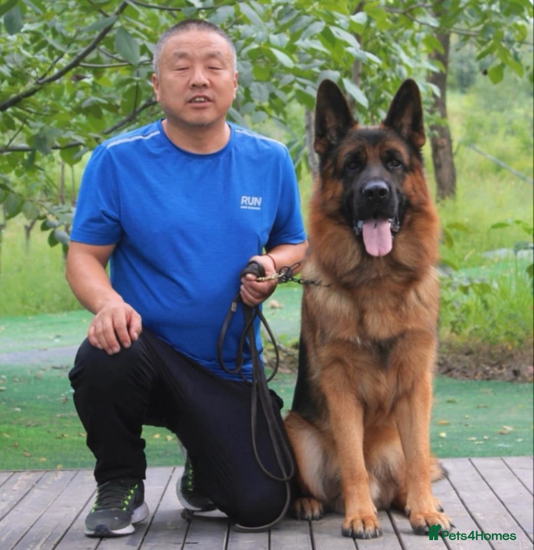 German Shepherd dogs for sale: Superb litter from up coming Top German Male  - Image 5