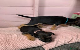 Border Terrier dogs for sale: Border terrier pups - Image 4