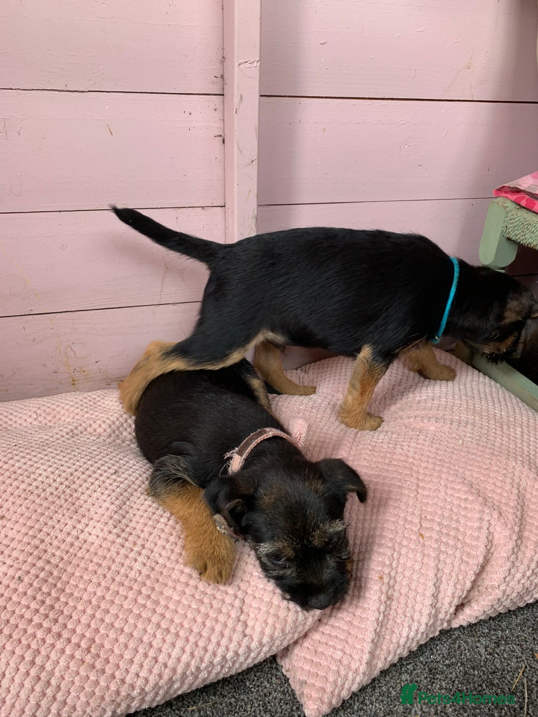 Border Terrier dogs for sale: Border terrier pups - Image 4