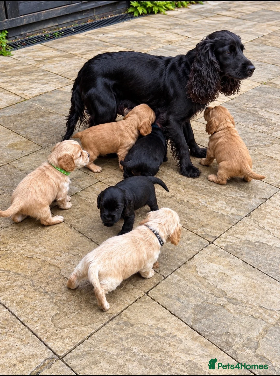 Cocker Spaniel dogs for sale: 💕 STUNNING SHOW TYPE COCKER SPANIEL PUPPS 💕 in Sevenoaks - Advert 1