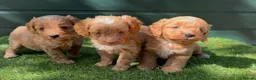 Cockapoo dogs for sale: Gorgeous Toy Cockapoo pups - Advert 1