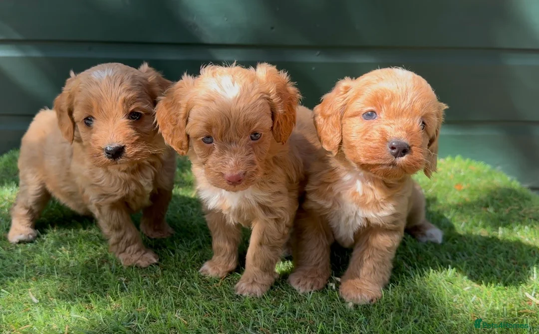 Cockapoo dogs for sale: Gorgeous Toy Cockapoo pups - Advert 1