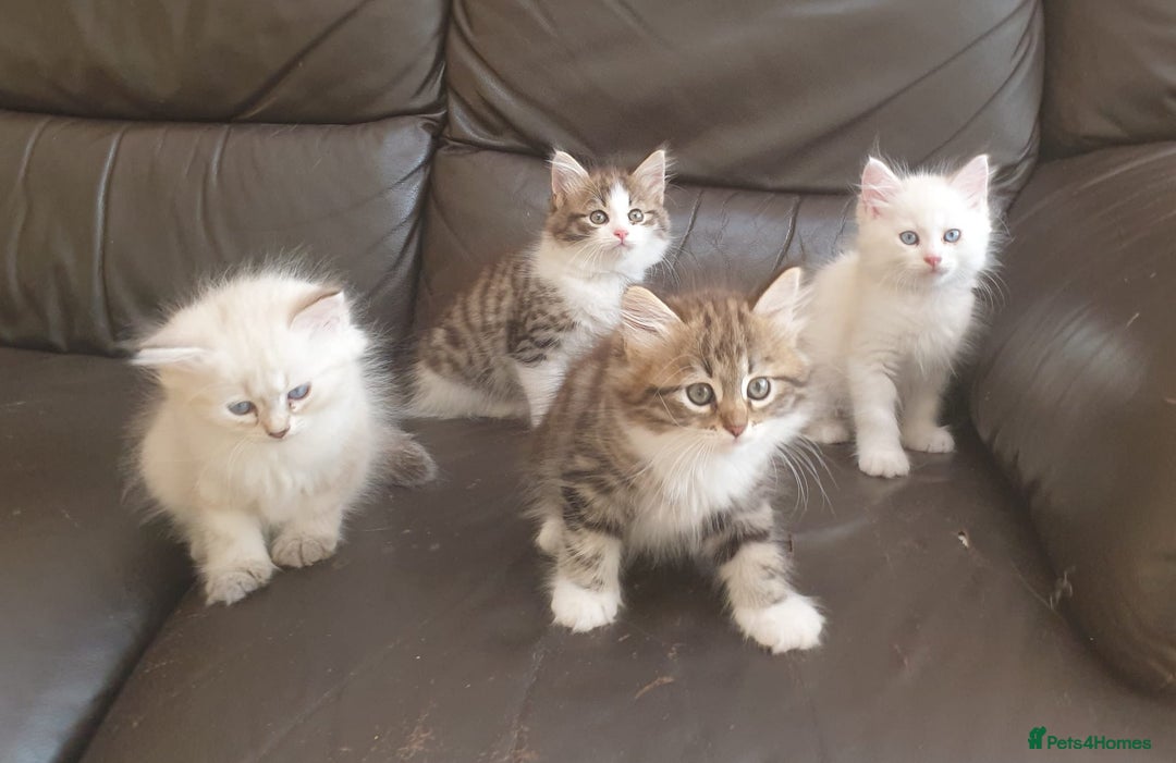 Siberian cats for stud: Purebred Siberian Cat Stud – Gentle & Gorgeous in Wembley - Image 16