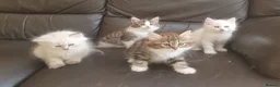 Siberian cats for stud: Purebred Siberian Cat Stud VIP service in Wembley - Advert 16