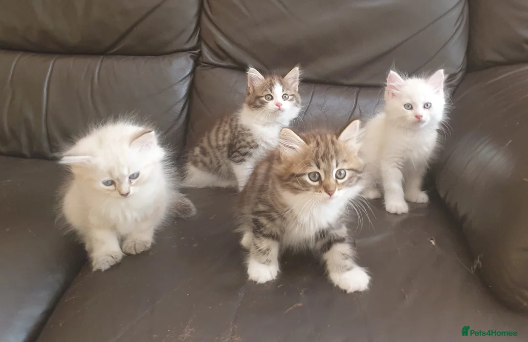 Siberian cats for stud: Purebred Siberian Cat Stud VIP service in Wembley - Advert 16