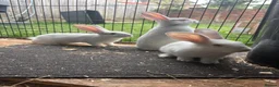 New Zealand rabbits for sale: NewZealand whites  - Advert 4
