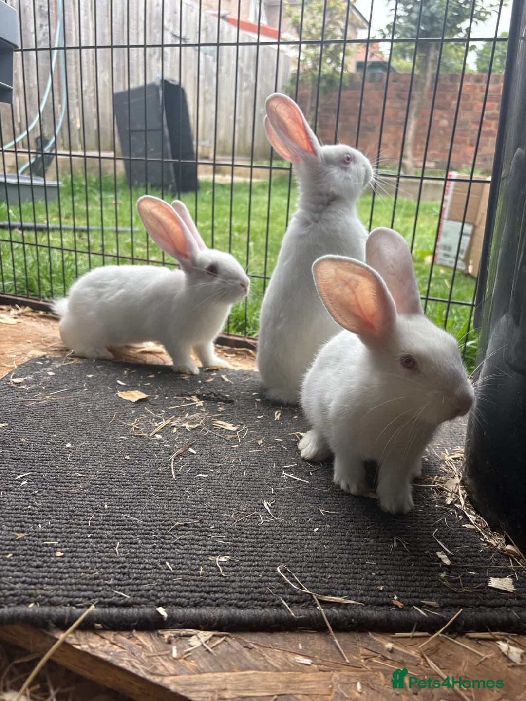 New Zealand rabbits for sale: NewZealand whites  - Advert 4