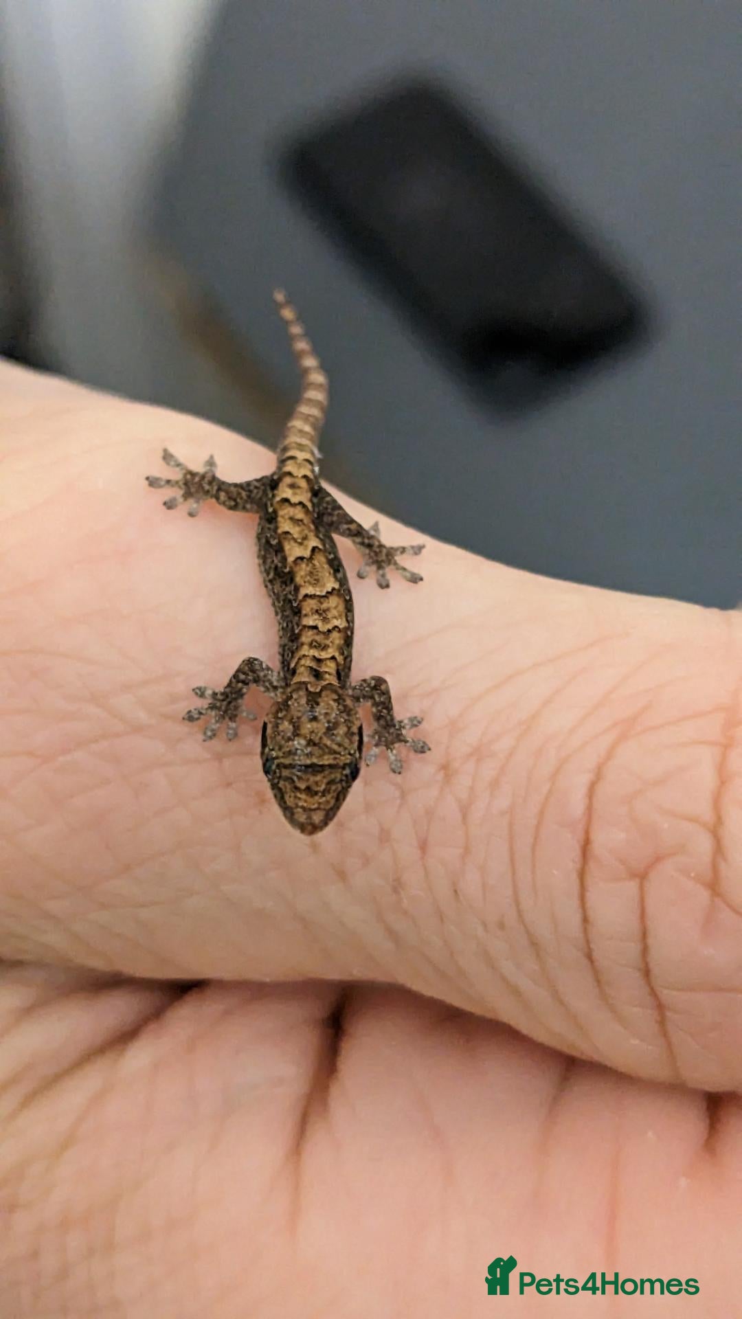 Gecko reptiles Mourning geckos - Advert 2