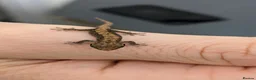 Gecko reptiles for sale: Mourning geckos - Advert 1