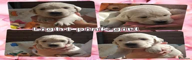 Light pink girl