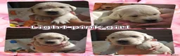 Golden Retriever dogs for sale: 8 stunning kc registered golden retriever puppies  - Advert 3