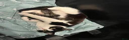 Mixed Breed cats for sale: 3 Hand reared Kittens  - Advert 6