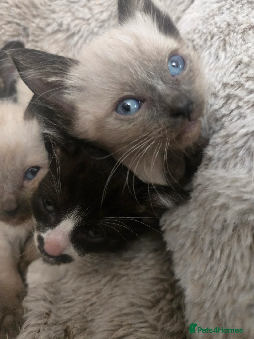 Siamese cats for sale: Beautiful siamese boys and girls  - Advert 12