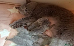 British Shorthair cats for sale: 🩷COMING SOON BUSHTAIL BABIES💙 - Image 3