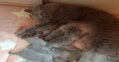 British Shorthair cats - Advert 11