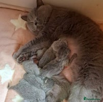 British Shorthair cats - Advert 11