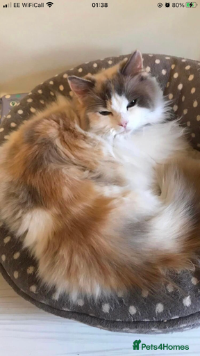 Gallery Image {{count}}