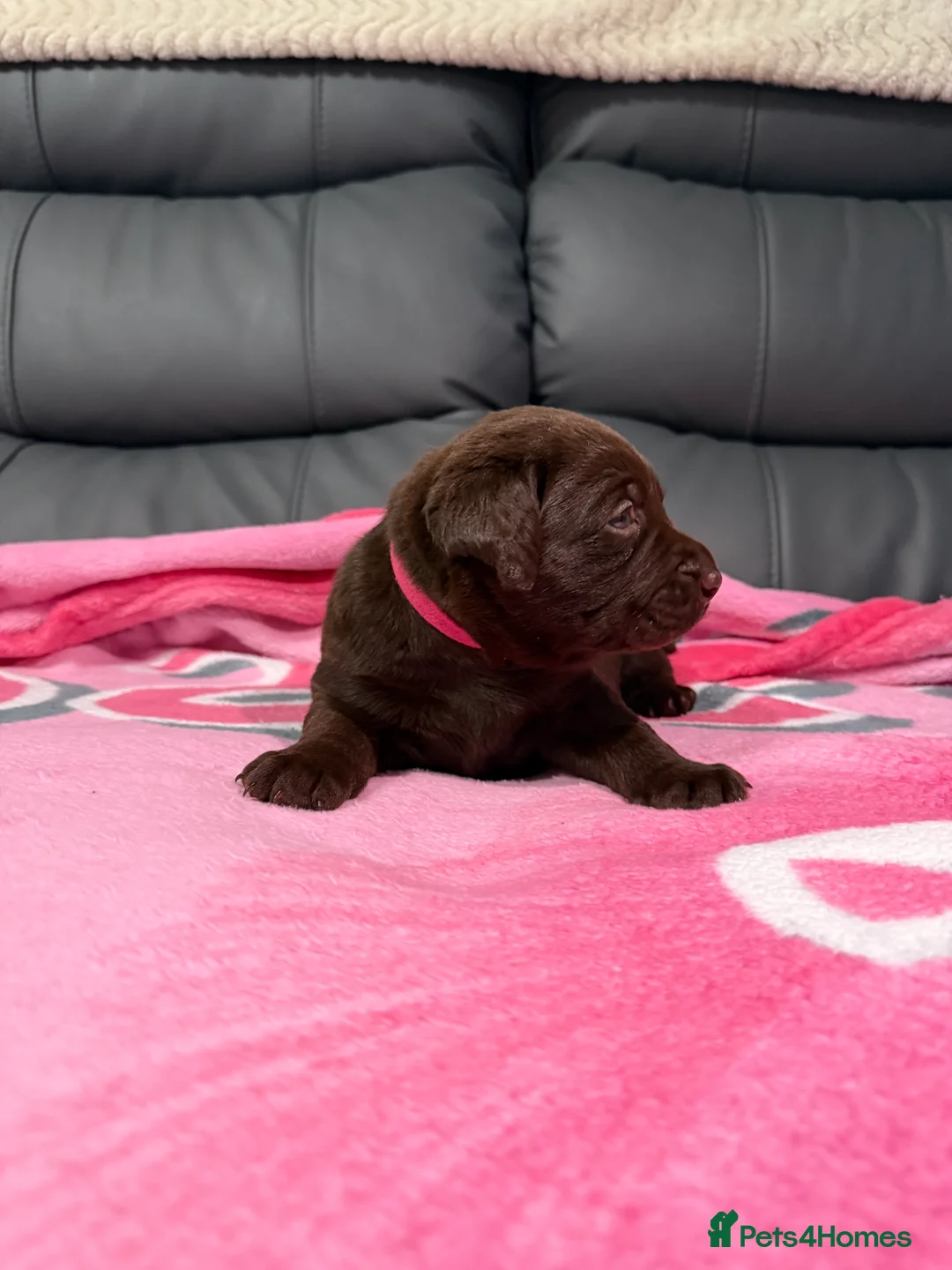 Labrador Retriever dogs for sale: STUNNING CHOCOLATE LABRADOR PUPPIES!!!! - Advert 16