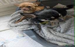 Chihuahua dogs for sale: Female & Male  in Derby - Image 2