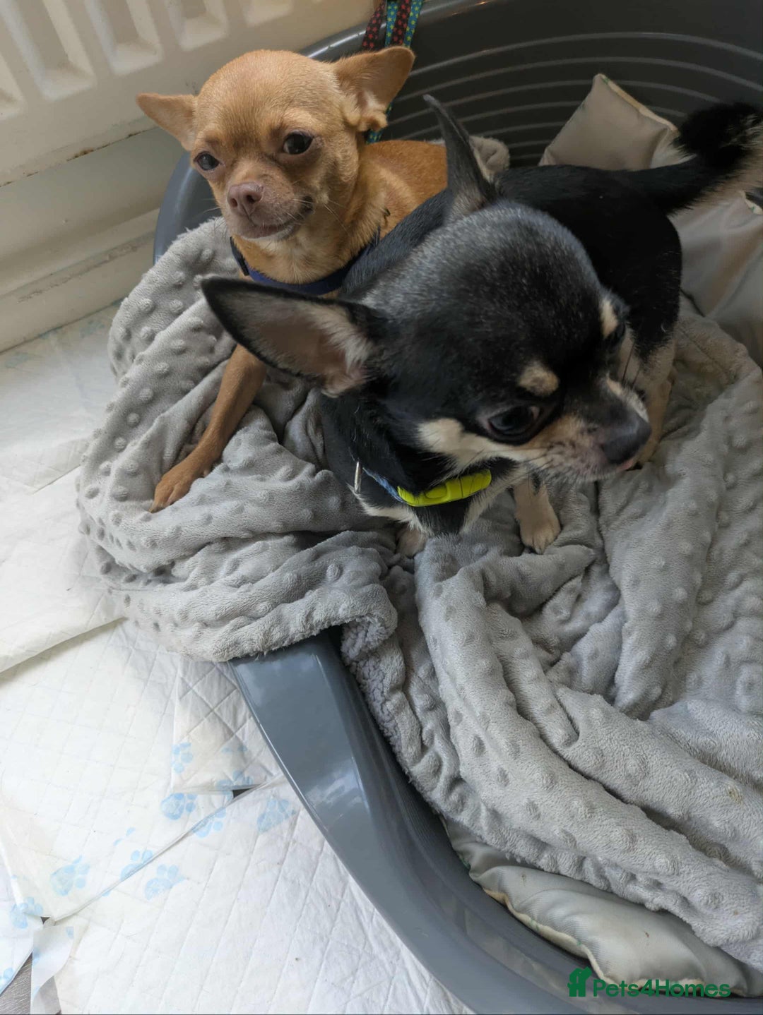 Chihuahua dogs for sale: Female & Male  in Derby - Image 2