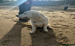 Golden Retriever dogs for sale: 1 year old advanced trained golden retriever  - Image 5