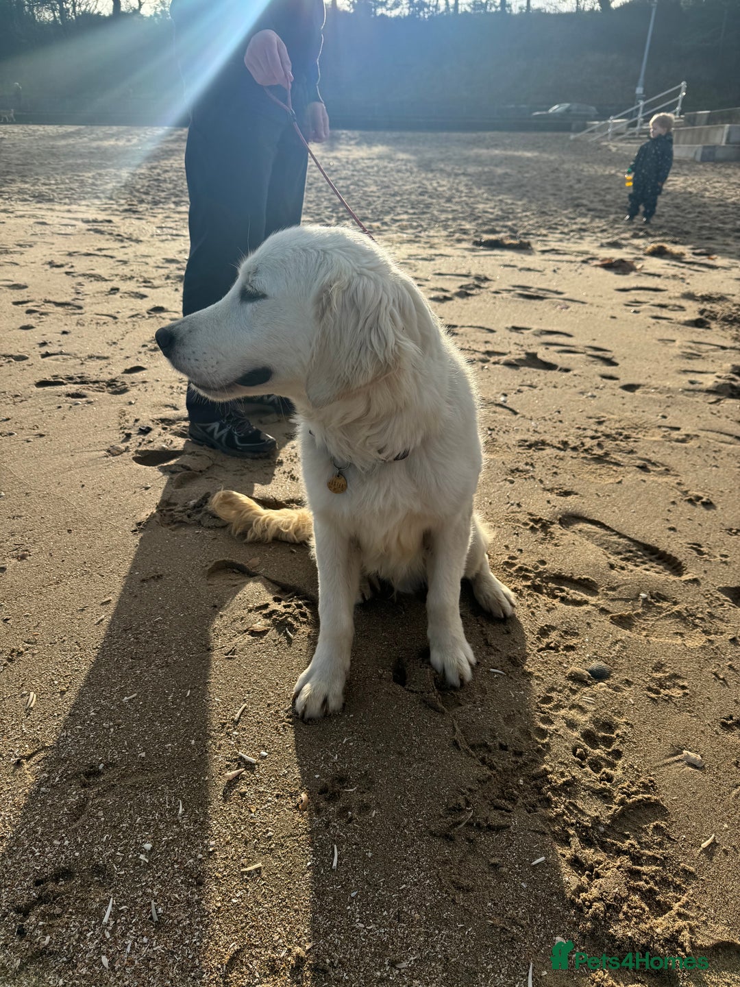 Golden Retriever dogs for sale: 1 year old advanced trained golden retriever  - Image 5