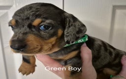 Dachshund dogs for sale: Dachshund Puppies looking for forever homes - Image 17