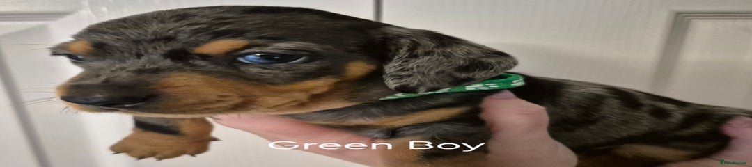Dachshund Puppy 5