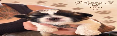 Shih Tzu 3
