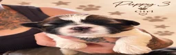 Shih Tzu dogs for sale: 5 adorable Shih Tzu pups - Advert 5
