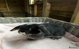 Mini Lop rabbits for sale: Gorgeous mini lops  - Advert 9
