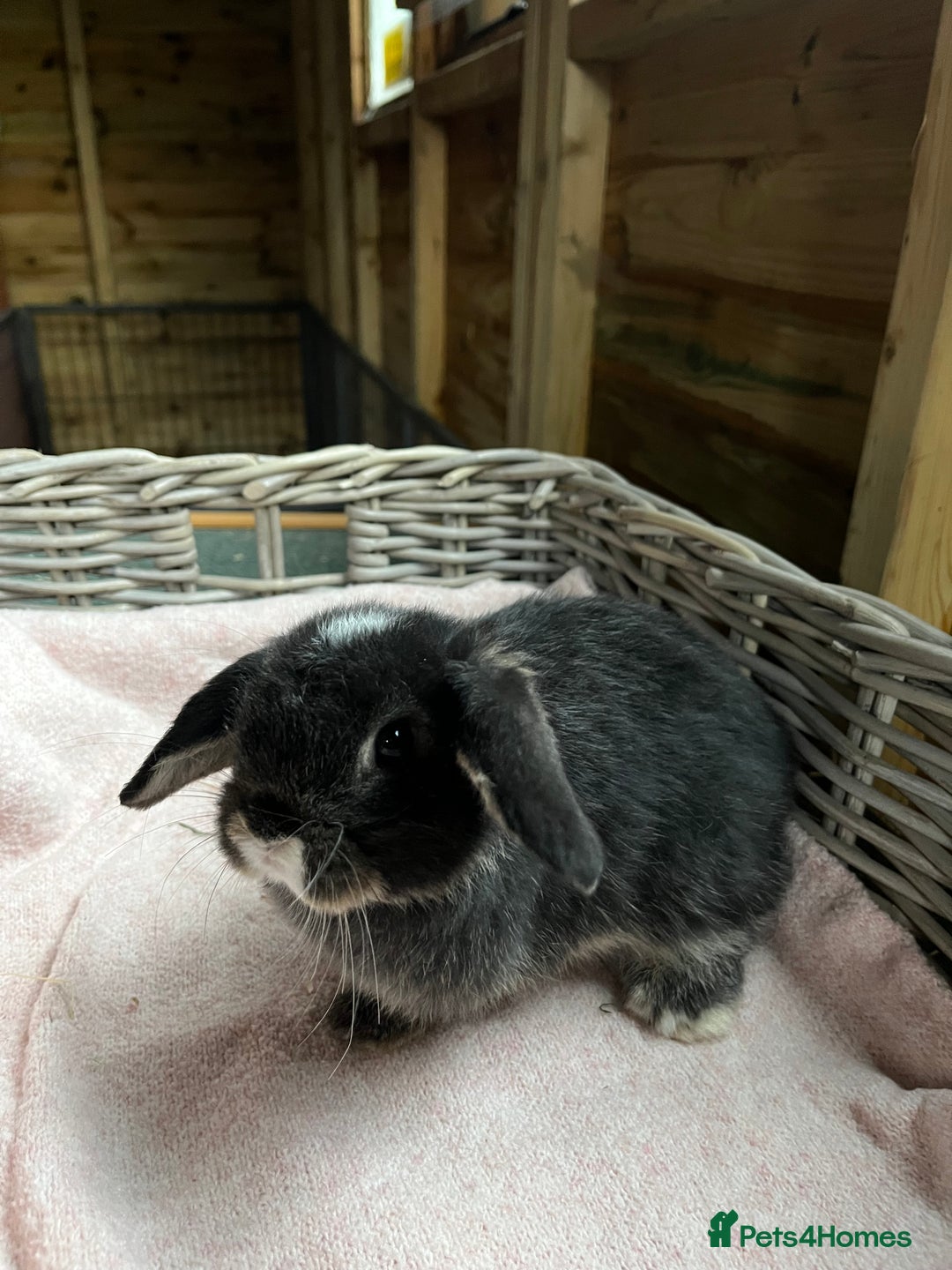 Mini Lop rabbits for sale: Gorgeous mini lops  - Advert 9