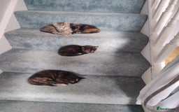 Mixed Breed cats for sale: 4 lovely female ragdoll x kittens - Image 3