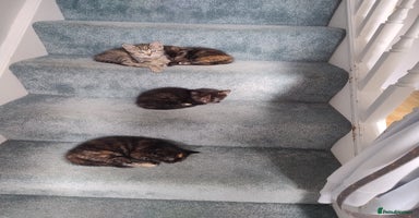 Mixed Breed cats - Advert 14