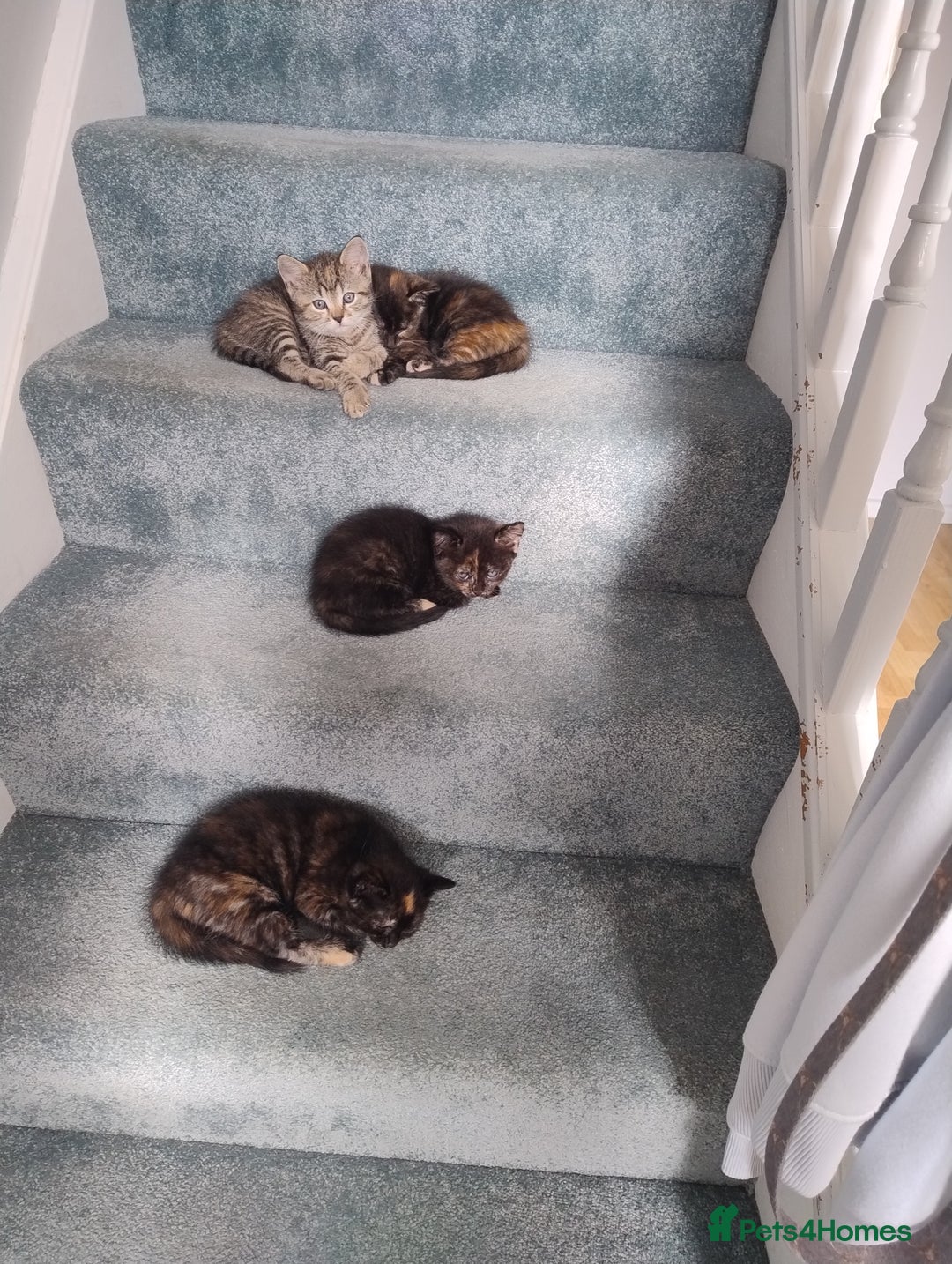 Mixed Breed cats for sale: 4 lovely female ragdoll x kittens - Image 3
