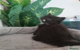 Mixed Breed cats for sale: Stunning  kittens looking  4 new home - Image 22
