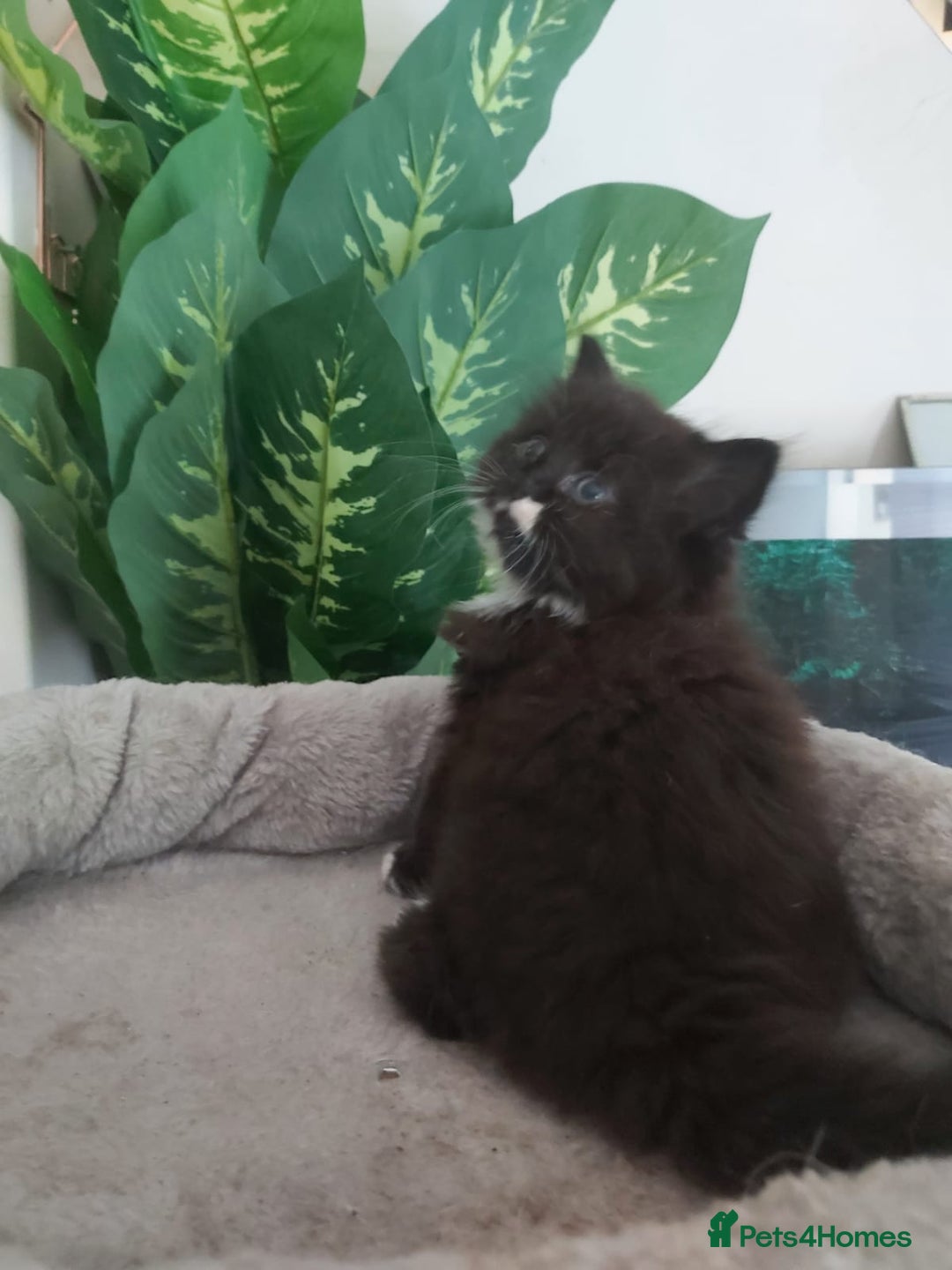 Mixed Breed cats for sale: Stunning  kittens looking  4 new home - Image 22