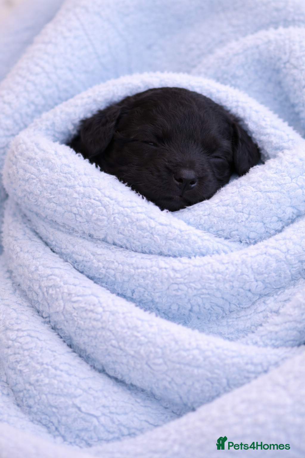 Cockapoo dogs F1BB Cockapoo Puppies Blue Merle, Apricot & Black - Advert 2