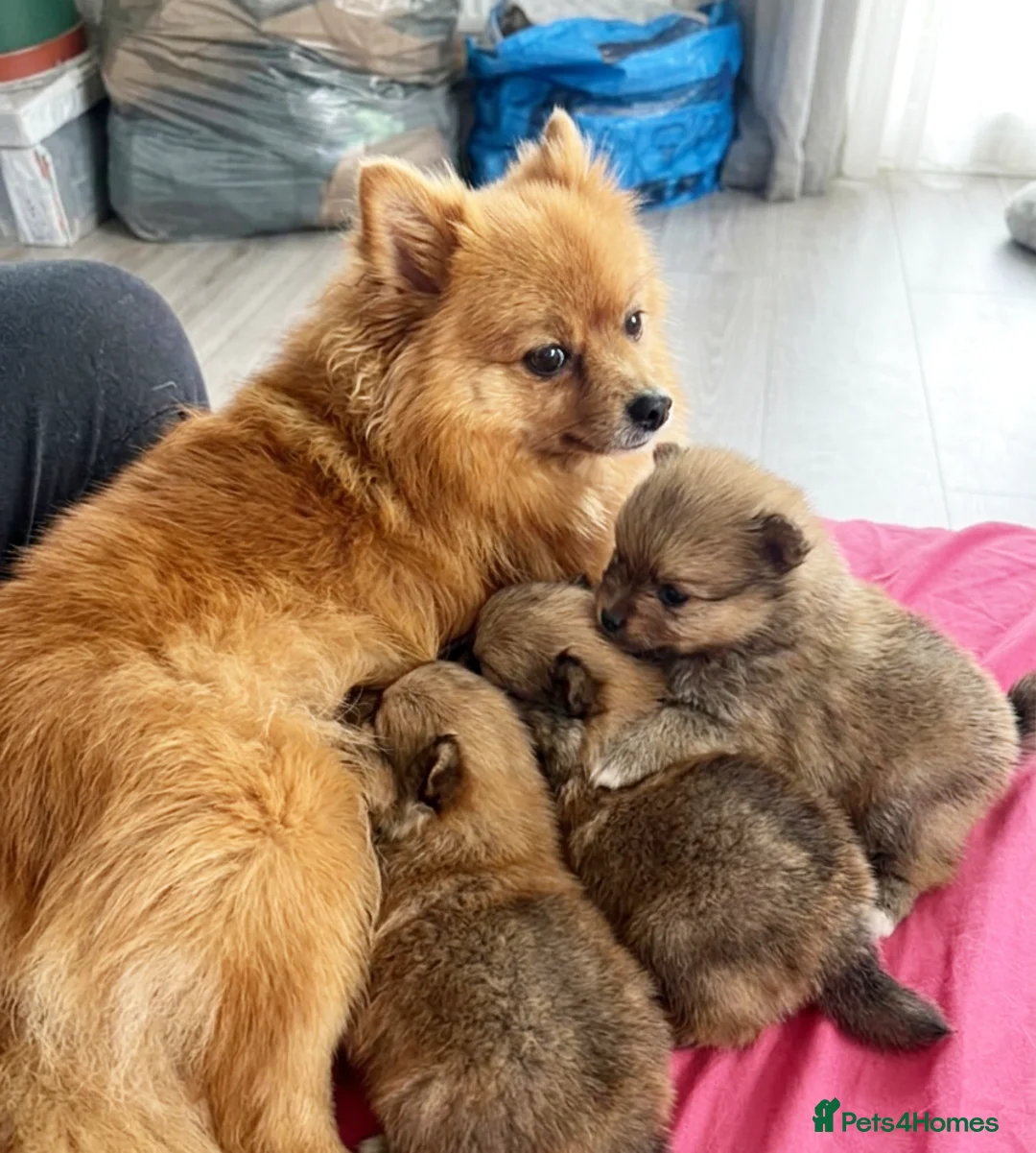Pomeranian dogs for sale: 2 Adorable Pomeranian Puppies Available - Advert 2