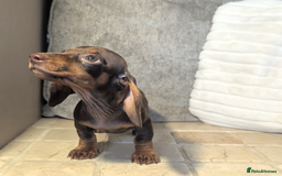 Miniature Dachshund dogs for sale: Miniature dachshund puppies  - Image 11