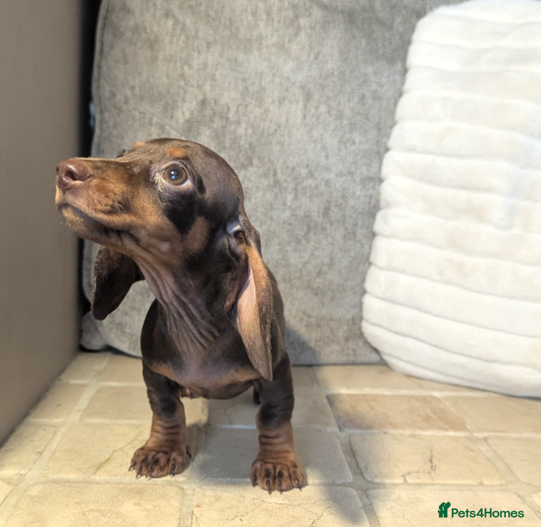 Miniature Dachshund dogs for sale: Miniature dachshund puppies  - Image 11