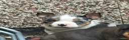 American Bully dogs for sale: Ready Now American pocket bullys  - Advert 7
