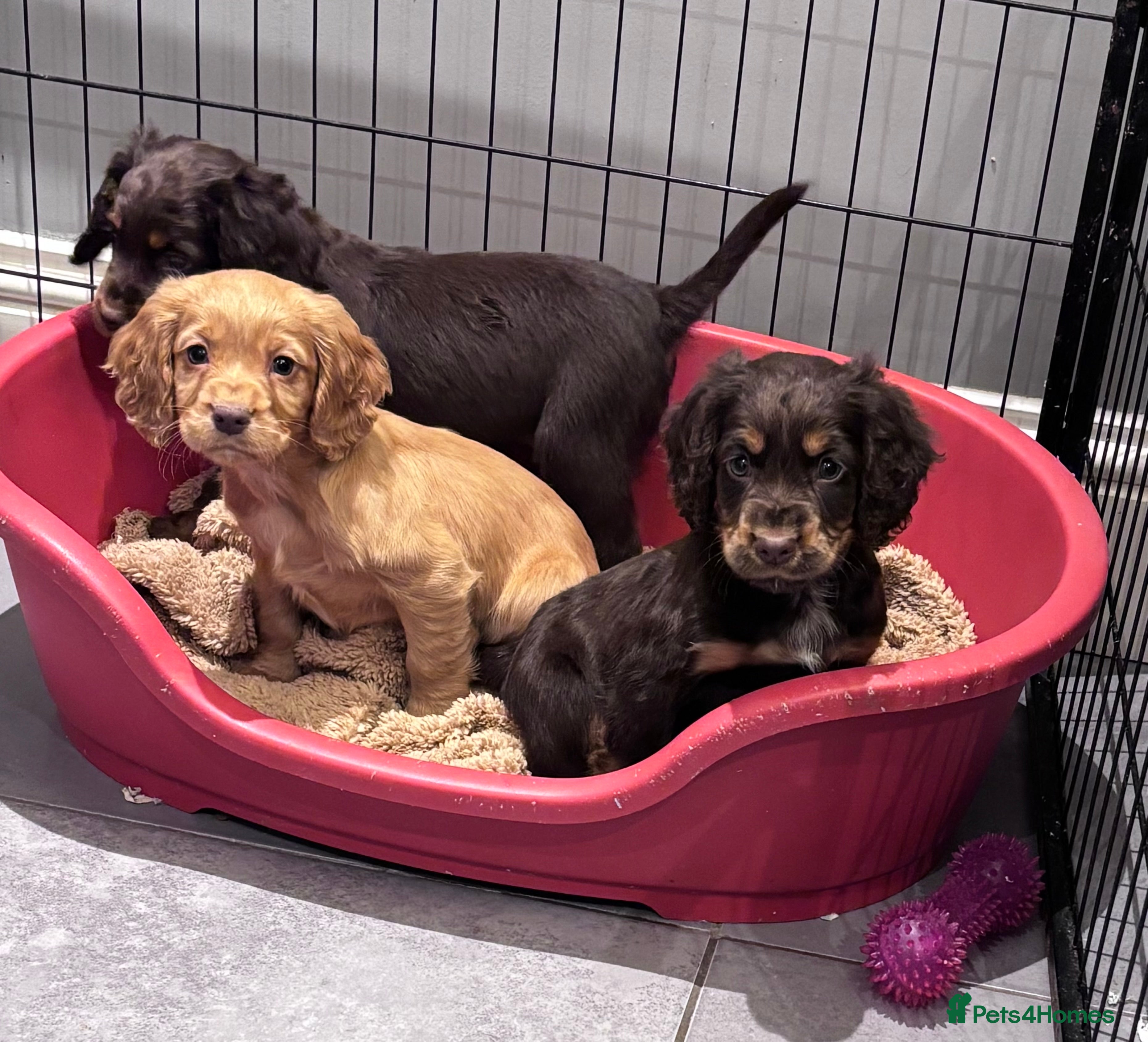 Cocker Spaniel dogs Working cocker spaniel now ready - Advert 4