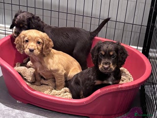 Cocker Spaniel dogs Working cocker spaniel now ready - Advert 11