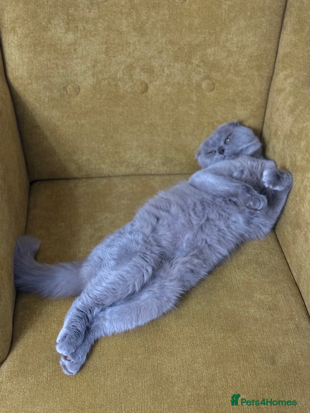 Scottish Fold cats for sale: Scottish Fold Cat - Advert 1