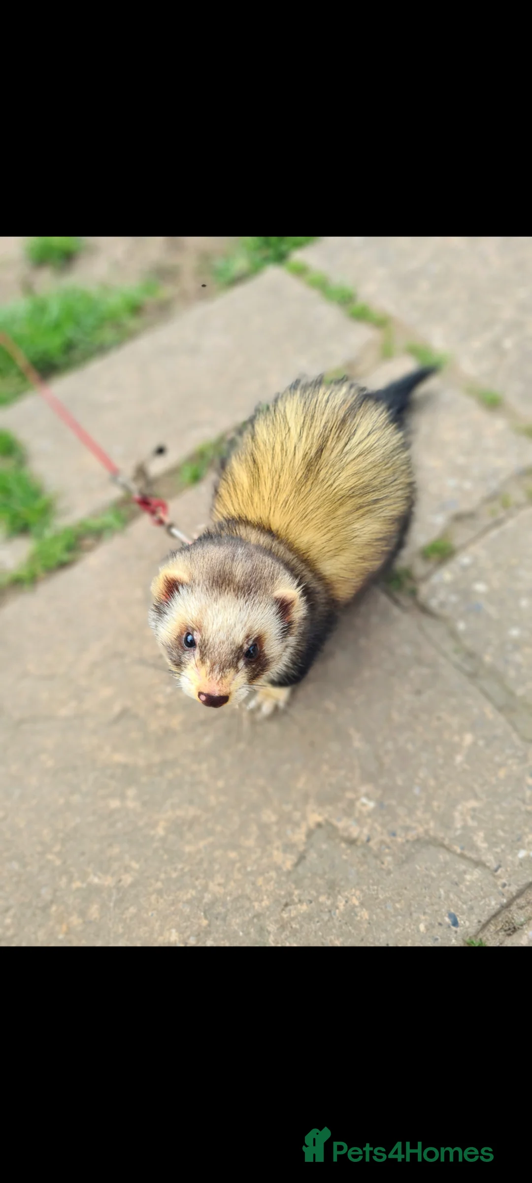 Ferret rodents for sale: Ferret hob and cage - Advert 2